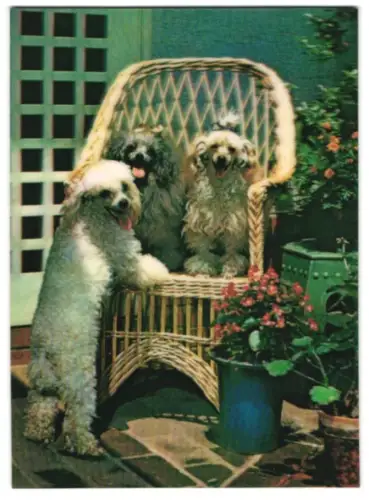 3D-AK Pudel auf Weidenstuhl