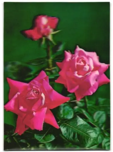 3D-AK Rote Rosen und Knospe