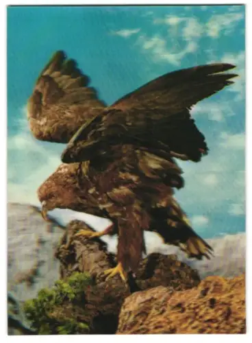 3D-AK Greifvogel auf Felsen