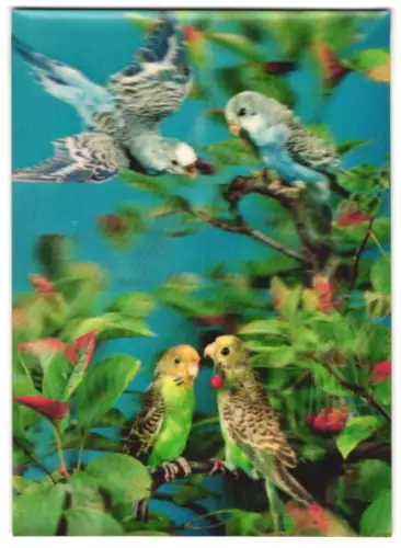 3D-AK 4 Wellensittiche im Geäst eines Kirschbaums