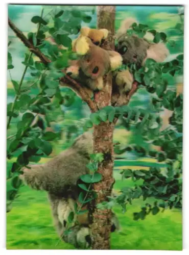 3D-AK Koalabären auf dem Baum