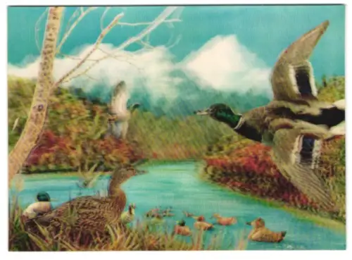 3D-AK Wild Ducks, Wildenten auf dem Wasser und in der Luft