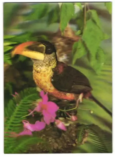 3D-AK Vogel im Urwald