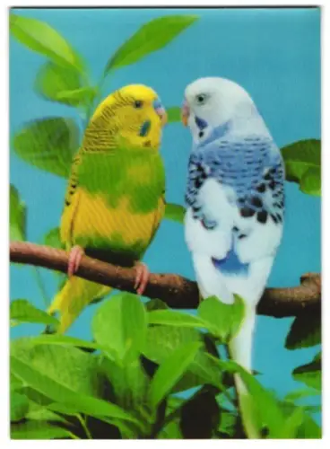 3D-AK Wellensittiche auf einem Ast