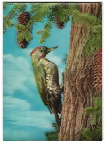 3D-AK Woodpecker-Specht am Tannenbaum