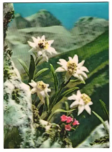 3D-AK Edelweiss wächst in den Bergen