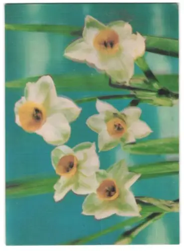 3D-AK Weissgelbe Nazissen mit Blättern