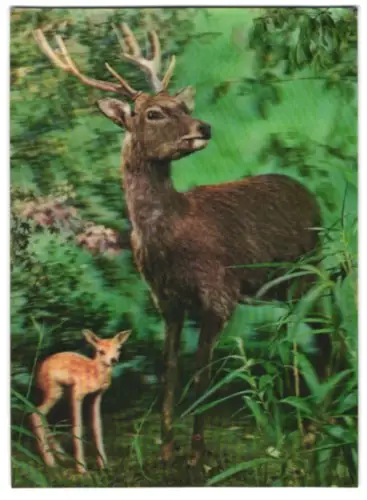 3D-AK Reh mit Kitz im Wald
