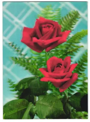 3D-AK rose Rosen