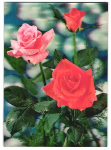 3D-AK Rote und rosa blühende Rosen