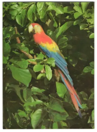 3D-AK Papagei auf einem Zweig