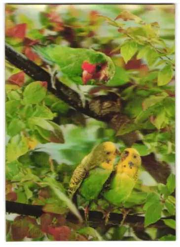 3D-AK Parrots, Papagei & Wellensittiche auf Ästen