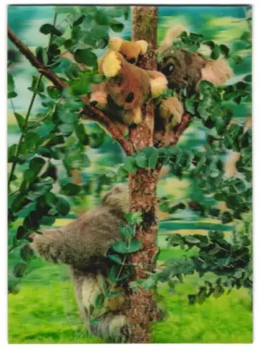 3D-AK Koalabären auf dem Baum