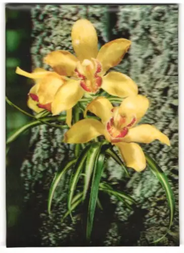 3D-AK Blumenblüten wachsen am Baum