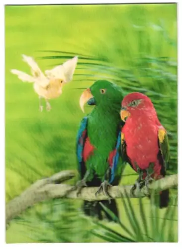 3D-AK Parrots with white Bird, Papagaien