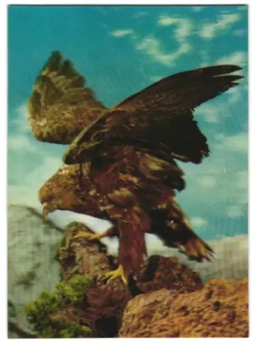 3D-AK Greifvogel auf Felsen