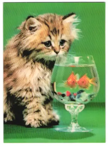 3D-AK Katze betrachtet ein Glas mit Fische