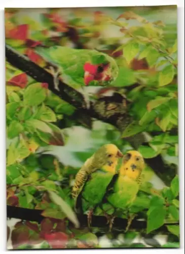3D-AK Papageien aufm Ast