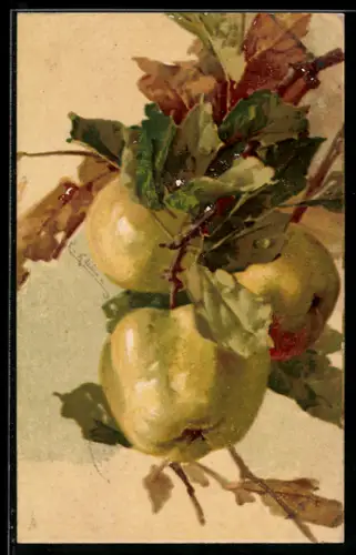 Künstler-AK Catharina Klein: Reife Äpfel am Zweig