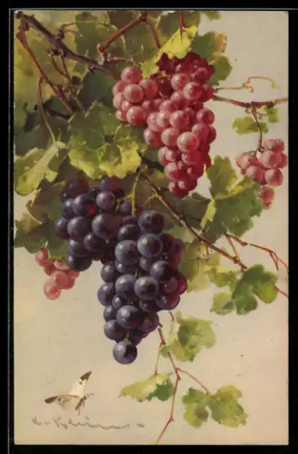 Künstler-AK Catharina Klein: Violette und rosafarbene Stauden von Weintrauben