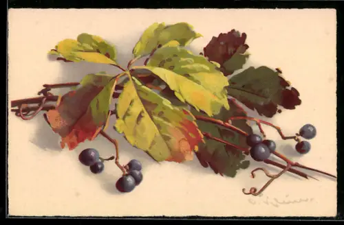 Künstler-AK Catharina Klein: Trauben mit Blättern an Zweigen