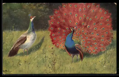 Künstler-AK Alfred Schönian: Pfau zeigt seine Prachtgefieder