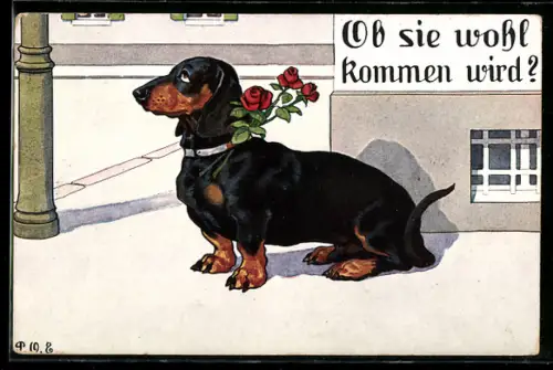 Künstler-AK P.O.Engelhard (P.O.E.): Ob sie wohl kommen wird?, Dackel mit Rosen am Halsband