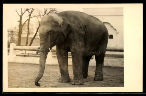 Foto-AK Elefant in einem Freigehege