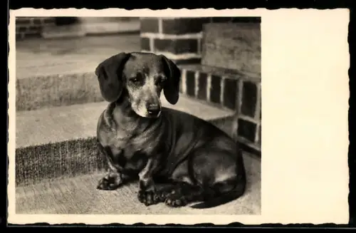 Foto-AK Dackel auf Treppenstufen im Freien