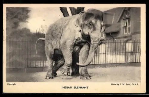 AK Indischer Elefant in einem Aussengehege