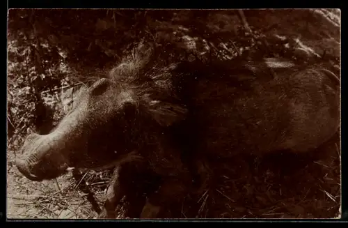 Foto-AK D.-S.-W.-Afrika, Warzenschwein in der Wildnis