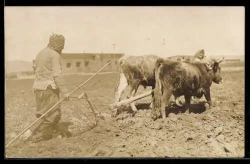 Foto-AK Bauernpaar beim Pflügen mit Ochsen-Gespann