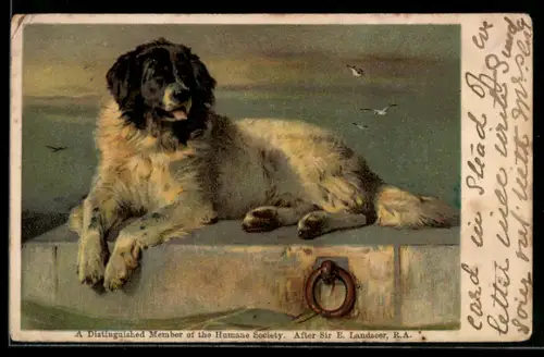 Lithographie A Distinguished Member of the Human Society, Hund in der Sonne am Quai