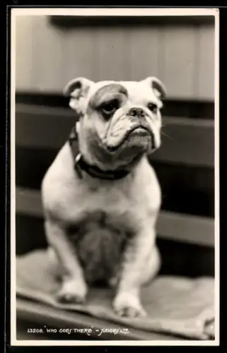 AK Englische Bulldogge mit Halsband, Portrait