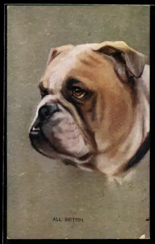AK All British, Englische Bulldogge, Portrait