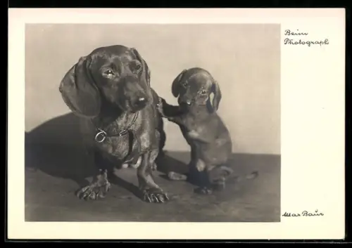 Foto-AK Max Baur: Dackel mit einem Welpen