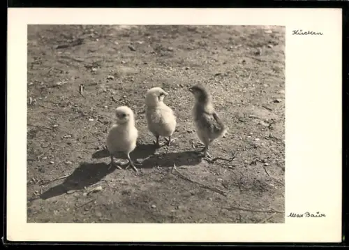 Foto-AK Max Baur: Drei Kücken stehen beieinander