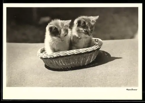 Foto-AK Max Baur: Zwei niedliche Katzen sitzen in einem Korb