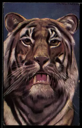 Künstler-AK Ludwig Fromme: Kopf eines Tigers