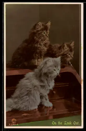 AK On the Look Out, Three young cats