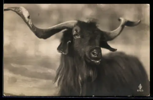 AK Schaf mit langen Hörnern u. langem Fell