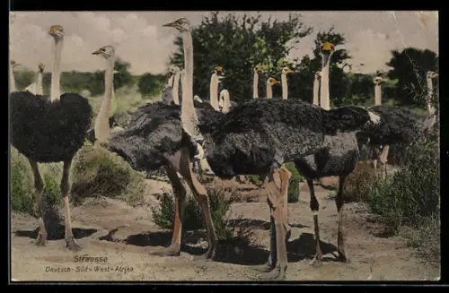 AK Deutsch-Süd-West-Afrika, Strausse in freier Wildbahn