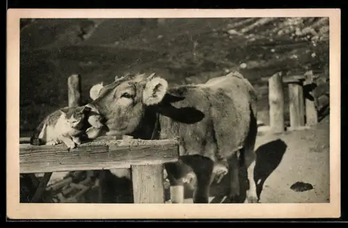 AK Tierfreundschaft zwischen einer Katze und einer Kuh
