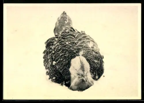 AK Alter Grosstrappenhahn im Schnee