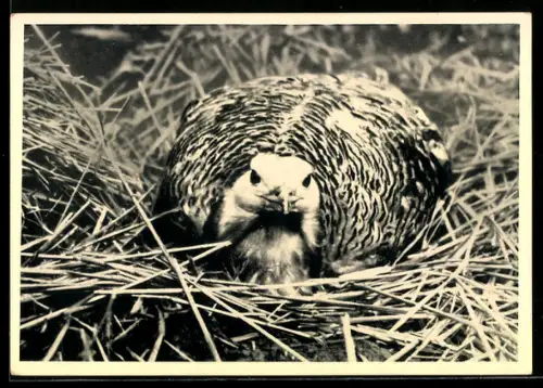 AK Ruhender Grosstrappenhahn, Winter 1929