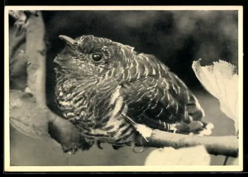 AK Junger Kuckuck auf einem Ast