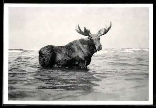 AK Sandkrug, Unser Sandkrug-Elch im Bade