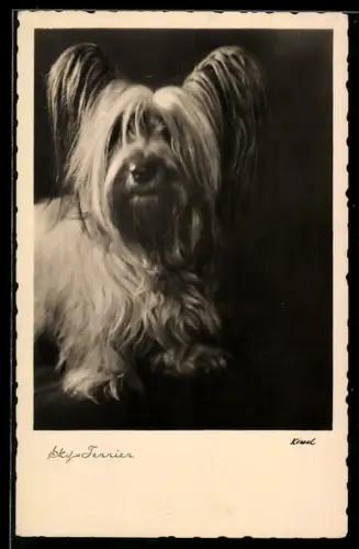 AK Skye-Terrier, Portrait