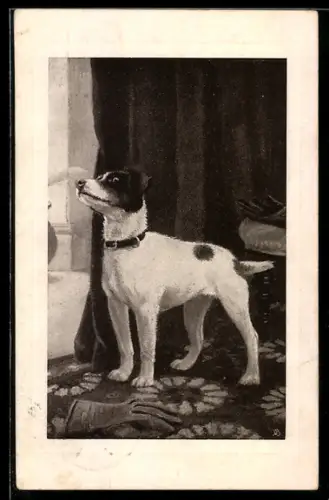 AK Kleiner Hund reckt den Kopf, Portrait