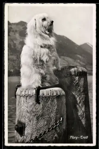 AK Flory-Treib, Hund mit langem Fell auf einem Podest am Wasser